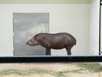 Tapir